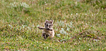 BB 11 0135 / Vulpes lagopus / Fjellrev